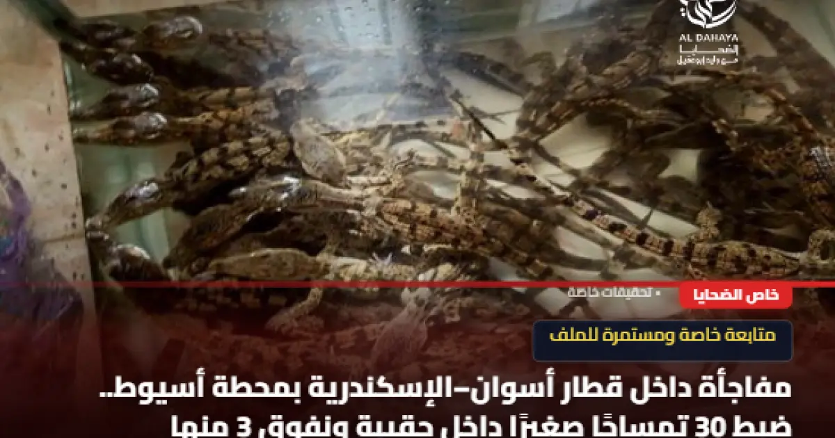 مفاجأة في قطار أسوان–الإسكندرية.. ضبط 30 تمساحًا بأسيوط ونفوق 3