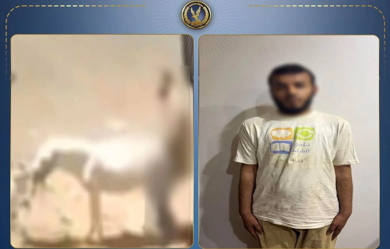 ضبط شخص تعدى على حمار بالقليوبية